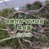 야생산삼 17년이상 특상품-3뿌리