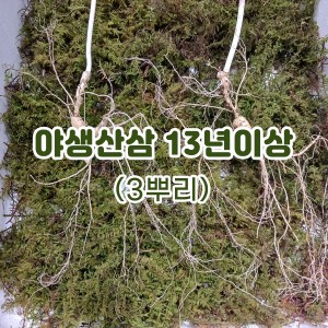 야생산삼 13년이상-3뿌리