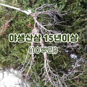 야생산삼 15년이상-10뿌리