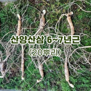 산양산삼 6~7년근-20뿌리