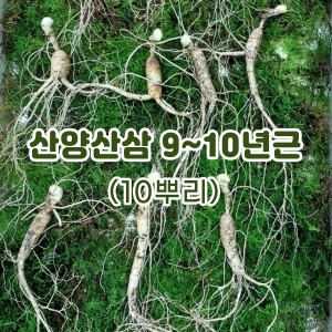 산양산삼 9~10년근-10뿌리