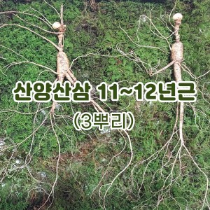 산양산삼 11~12년근-3뿌리