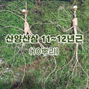 산양산삼 11~12년근-10뿌리