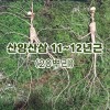 산양산삼 11~12년근-20뿌리