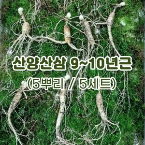 산양산삼 9~10년근(5뿌리/5세트)